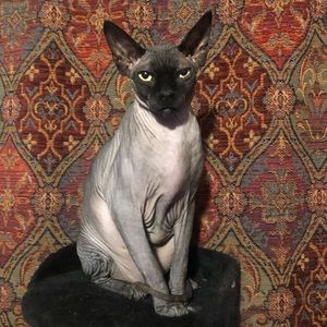 Meet your Posher, Jay-ne